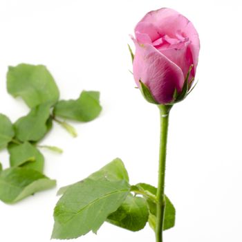 beautiful rose flower isolated on white background