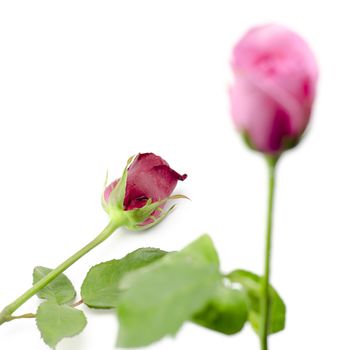 beautiful rose flower isolated on white background