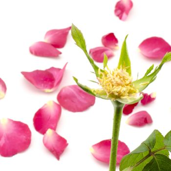 beautiful rose flower isolated on white background