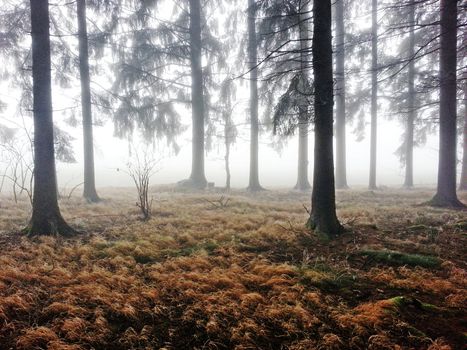 dark forest in autumn with some fog