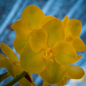 Close up of the wild Orchid Flower