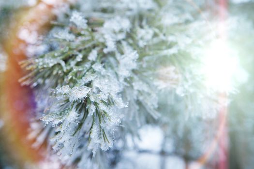 branch of a conifer with snow