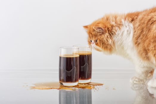 Red with white the Persian kitten smells beer in tall glasses on a simple light background