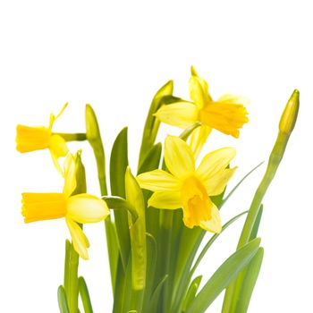 First spring flowers - yellow daffodil isolated on white