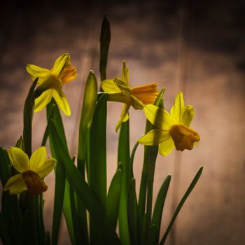 First spring flowers - yellow daffodil on the table