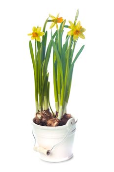 First spring flowers - yellow daffodil in pot isolated on white