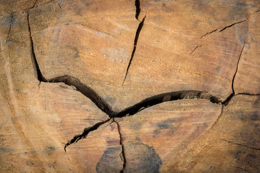 Tree stump pattern break texture and background