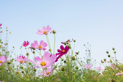 pink flower on blue sky a background