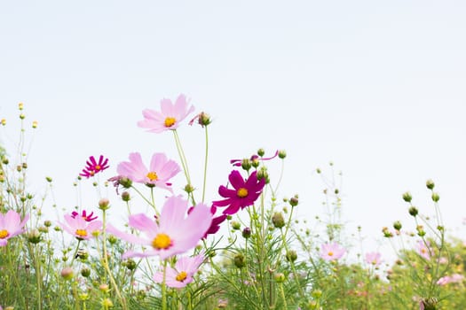 pink flower on white sky a background