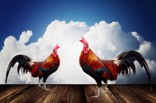 Rooster pet with cloudy sky background