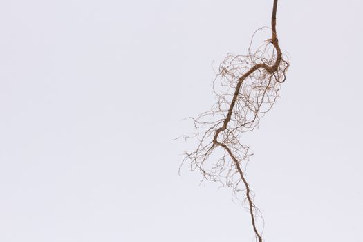 dried taproot