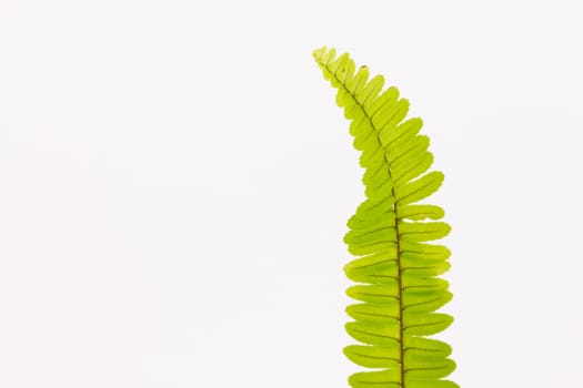 green fern is bending.