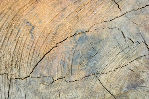 Tree stump pattern break texture and background