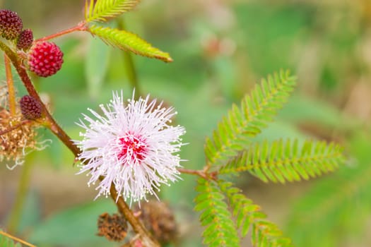 beautiful Mimosa pudica Linn is grown by a footpath.