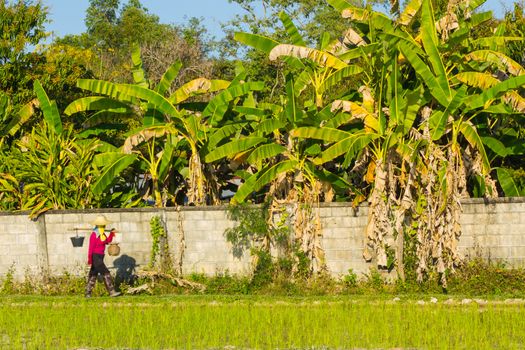 banana farm behind the wall in Thailand