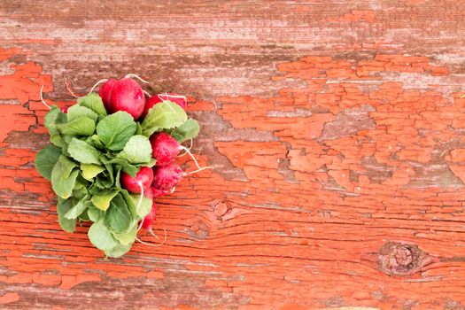 Bunch of fresh red crispy radishes with their edible leaves lying on a grungy rustic wooden board with cracked peeling paint and copyspace