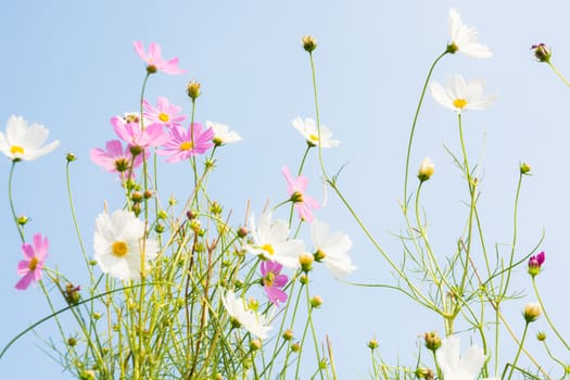 pink and white flower on blue background