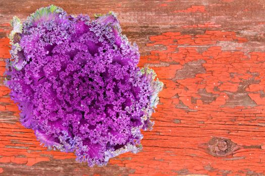 Overhead view of a whole fresh head of curly-leaf purple kale on rustic grungy wood with red cracked peeling paint with copyspace