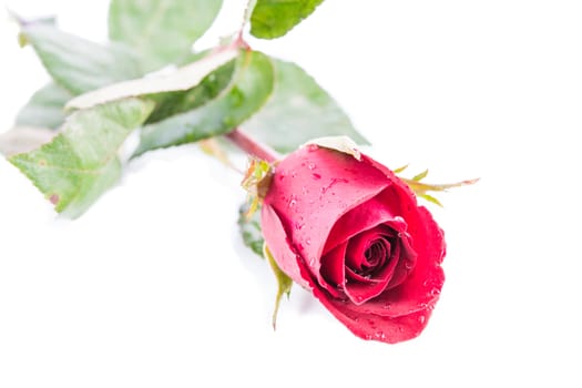 Red rose isolate on a white background