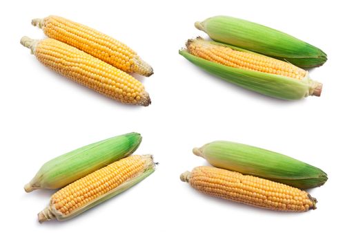 Fresh ripe corn isolated on white background