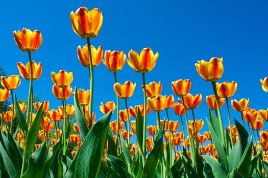 Beautiful colourful tulip flowers background in spring