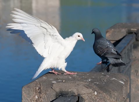 Nice close-up photo of white flying pigeon