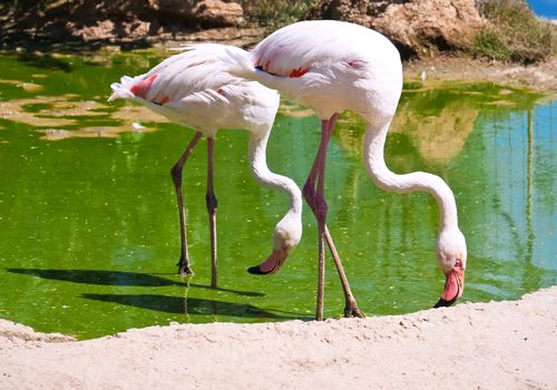 Beautiful American Flamingo staying in water, zoo lake
