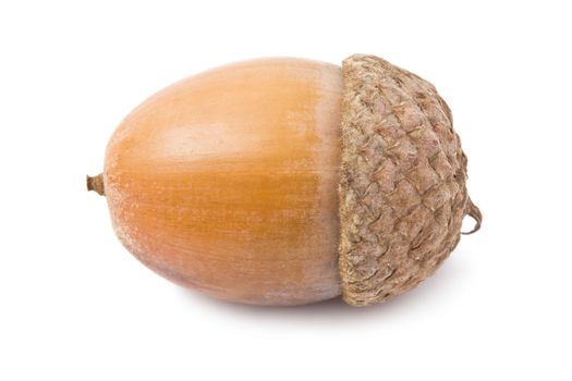 Beautiful macro photo of acorn, isolated on white background