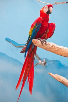 Beautiful photo of tropical parrot Ara macao or Scarlet Macaw