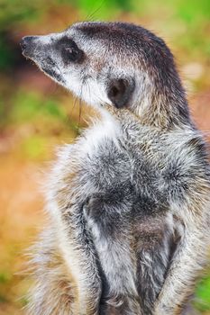 Funny and cute African rodent Meerkat or Suricate