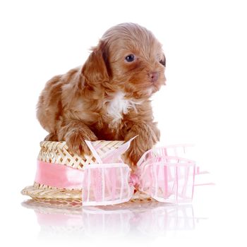 Puppy with a hat with a bow. Puppy of a decorative doggie. Decorative dog. Puppy of the Petersburg orchid on a white background