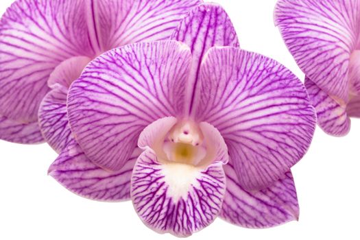Purple streaked orchid flower