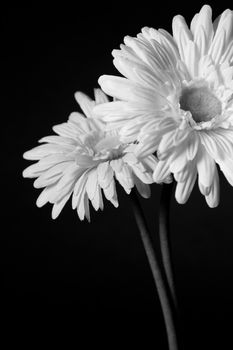 Two white open flowers on a black background