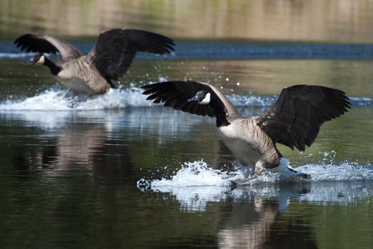 Canadian geese landing in the water on a pond