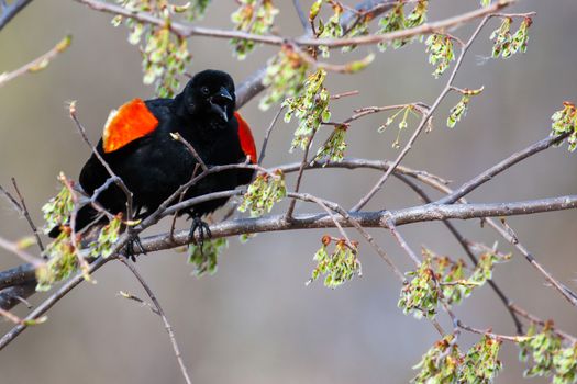 Male Red-winged Blackbird mad in a tree