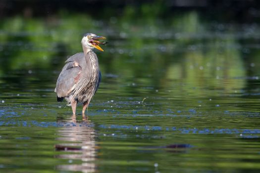 Great Blue Heron eating a fish he just caught