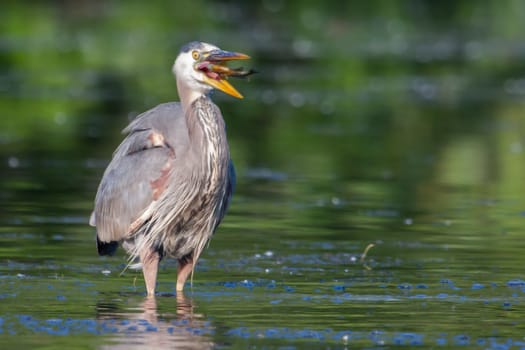 Great Blue Heron eating a fish he just caught in soft focus