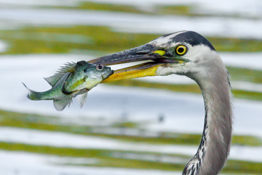 Bluegill gets Caught by a Great Blue Heron.