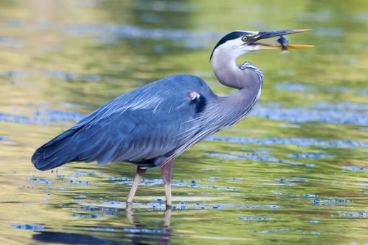 Great Blue Heron catches a small bluegill in soft focus