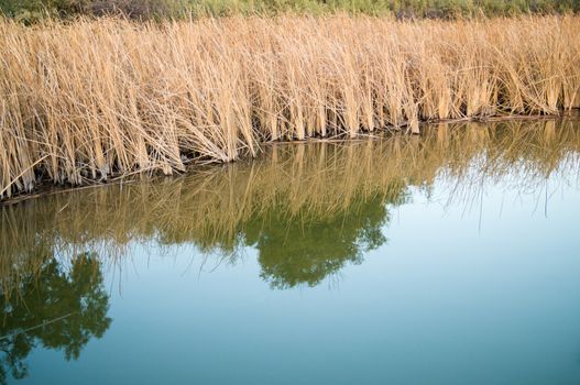 Bright grasses on river edge