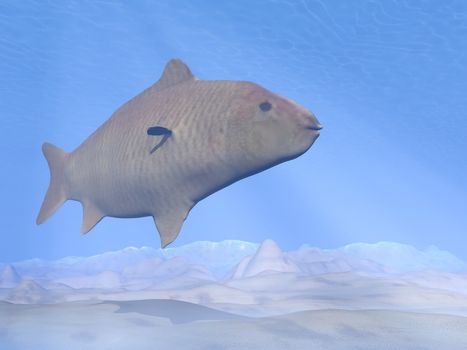 One carp fish in deep blue underwater