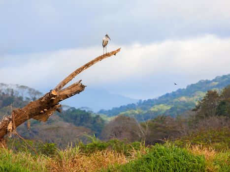 Bird on top of a trunk with beautiful landscape behind
