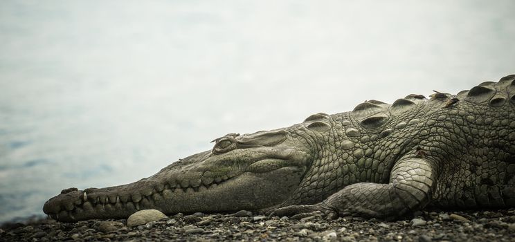 Crocodile laying down near the river