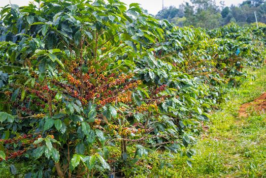 coffee beans ripening on tree in farm