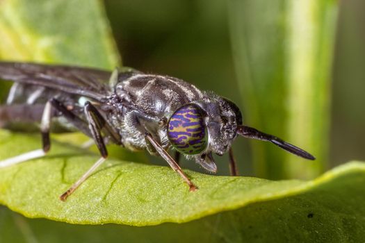 Macro of an insect on leaf