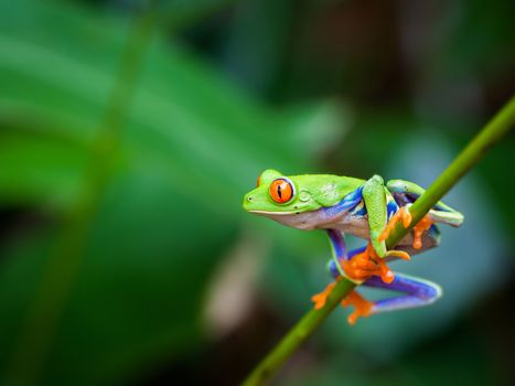 Red eye frog on the forest