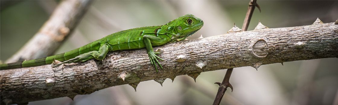 Panoramic of an iguana on a branch of tree