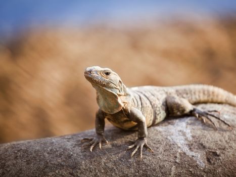 Lizard catching sun on a rock