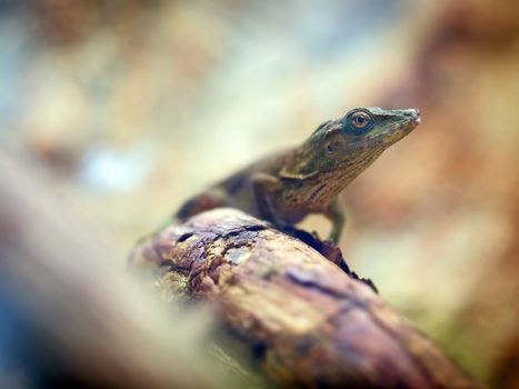 Lizard looking away on a tree trunk