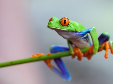 Red eye frog on the forest